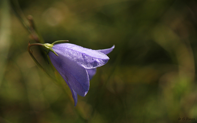 Harebell Campanula rotundifolia