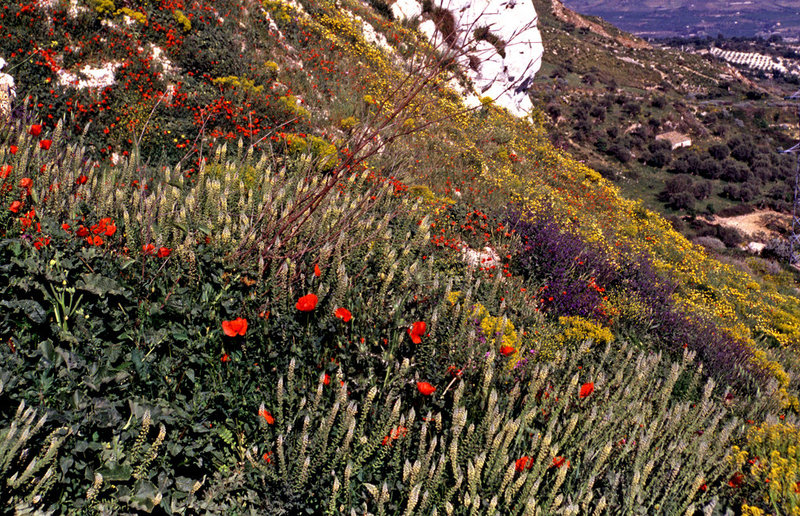 A Carpet of Wild Flowers