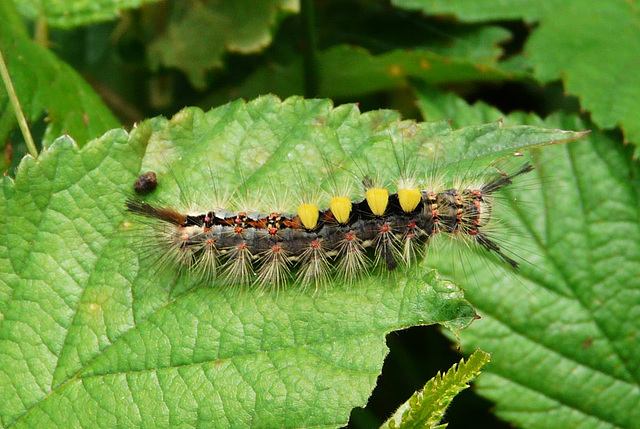 Vapourer Moth Caterpillar