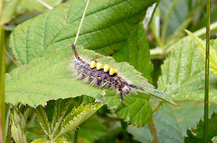 Vapourer Moth Caterpillar -Front