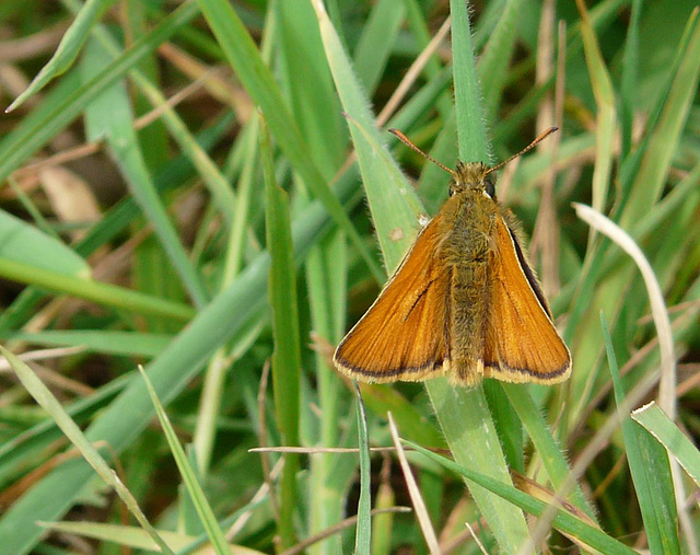 Small Skipper Butterfly -Male