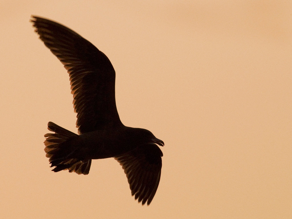 Pink seagull