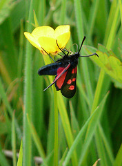 Narrow Bordered Five-spot Burnet -Side