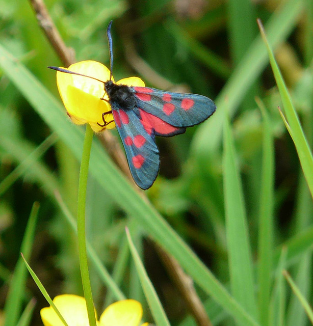 Narrow Bordered Five-spot Burnet -Top