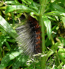 Garden Tiger Moth Caterpillar Side
