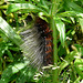 Garden Tiger Moth Caterpillar Side