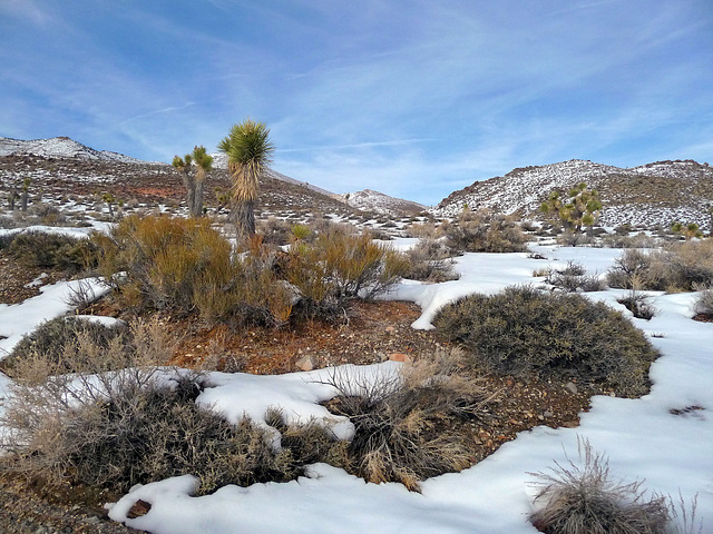 Nevada Snow (3476)