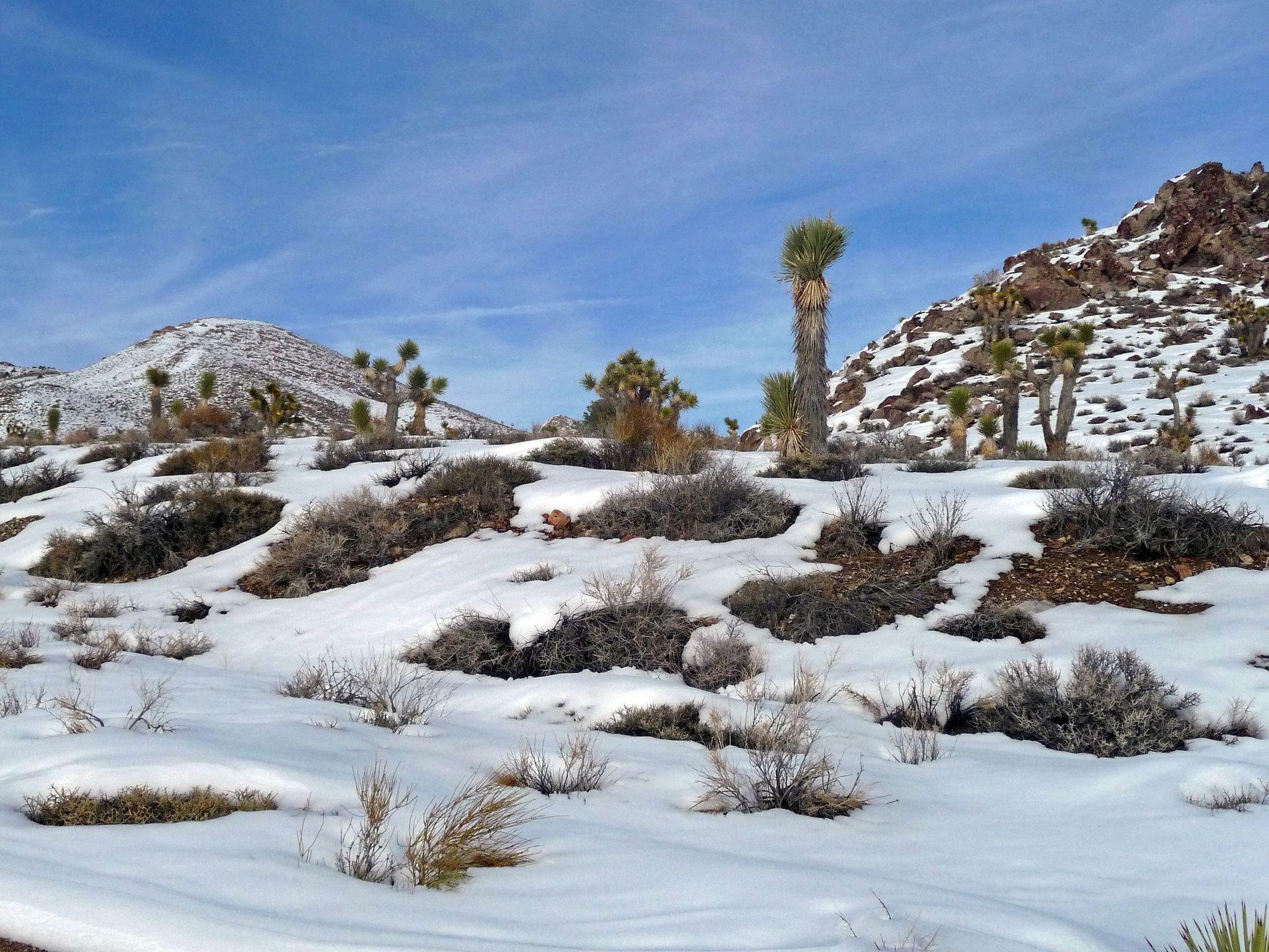 Nevada Snow (3477)