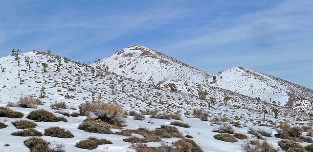 Nevada Snow (3480)