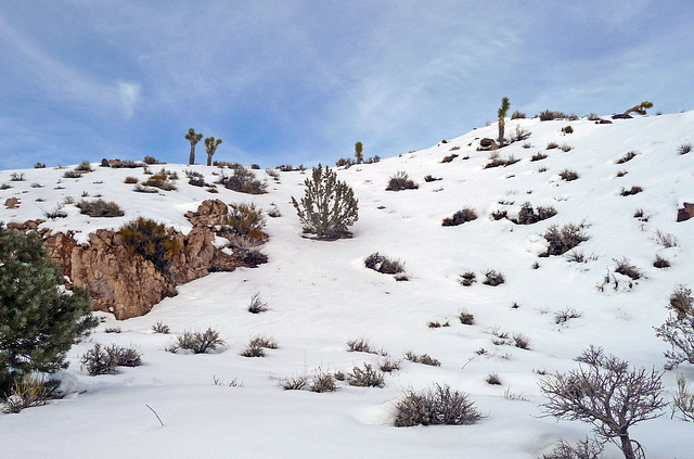 Nevada Snow (3482)