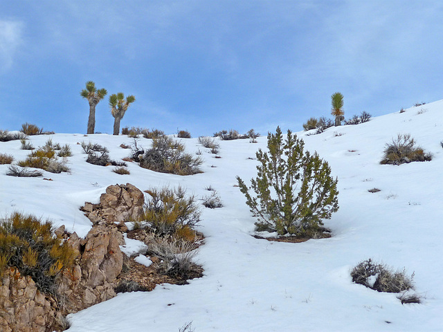 Nevada Snow (3483)