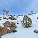 Nevada Snow (3483)