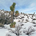 Nevada Snow (3485)