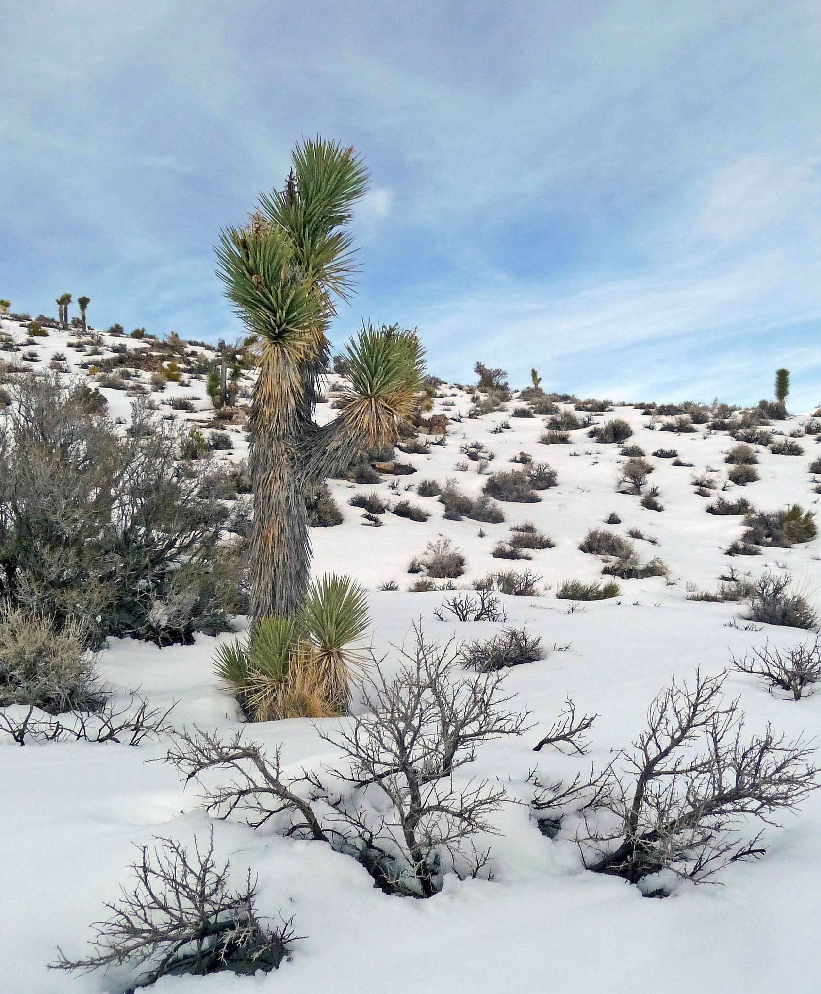 Nevada Snow (3485)