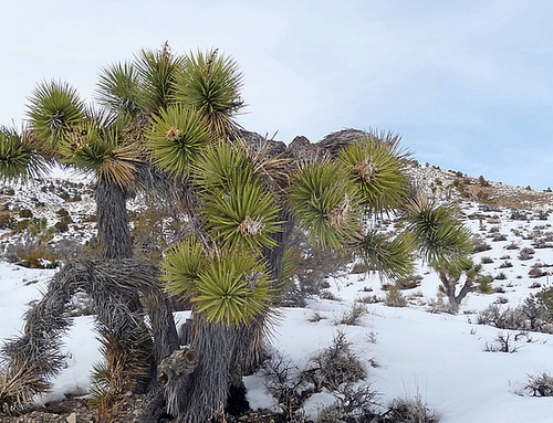 Nevada Snow (3486)