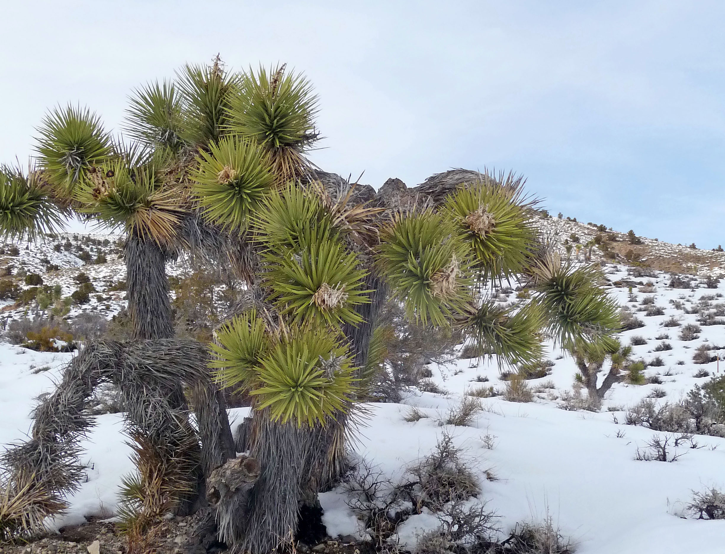 Nevada Snow (3486)