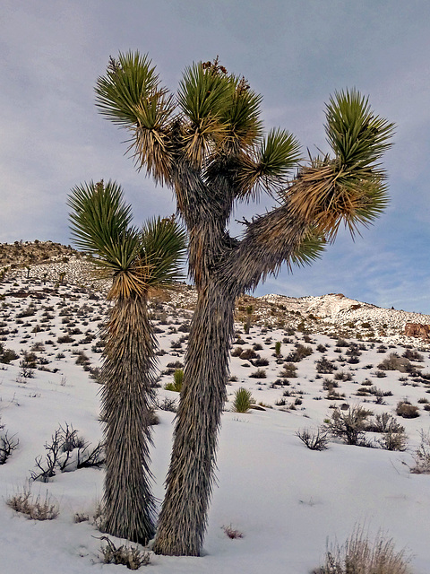 Nevada Snow (3487)