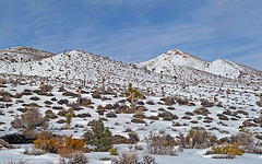Nevada Snow (3488)