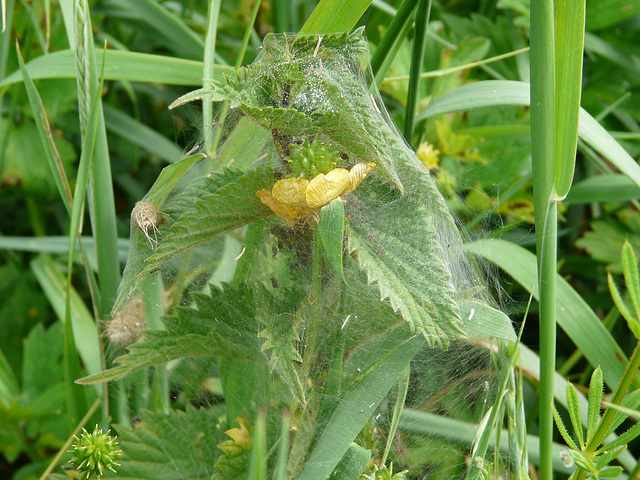 Nursery Web Spider Babies in Tent Nursery Web Spider Babies in Tent