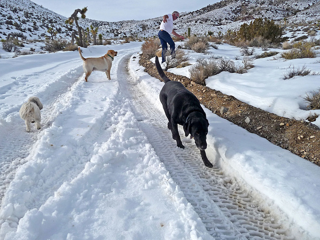 Nevada Snow (3492)