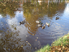 Canards sur miroir mouillé / Ducks on wet mirror  -  Ängelholm.  Suède / Sweden.