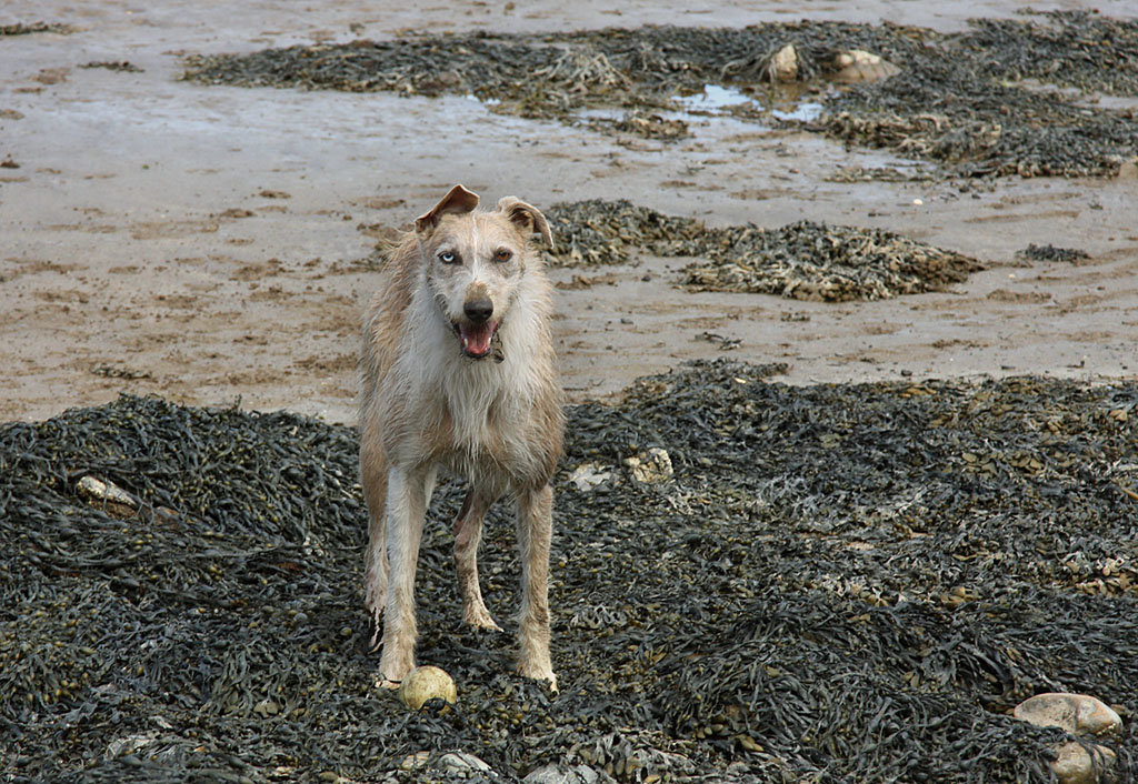 Beach, ball, and beast