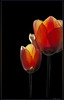 Tulipe