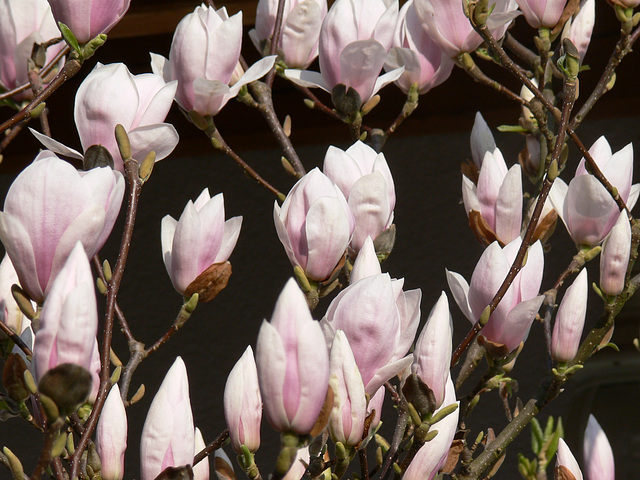 Tulpenmagnolie