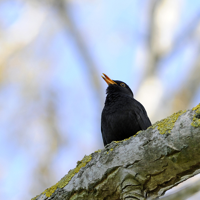 singende Amsel