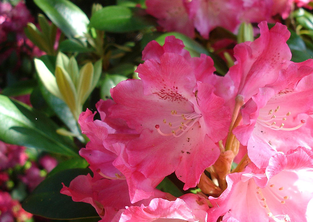 Rhododendron