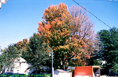 Beekman Street In The Fall, Picture 4, Saratoga, NY, USA, 2008