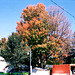 Beekman Street In The Fall, Picture 4, Saratoga, NY, USA, 2008
