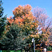 Fall Colors In Saratoga, Saratoga, NY, USA, 2008