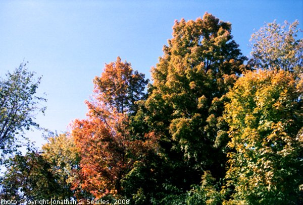 Fall Colors In Saratoga, Picture 3, Saratoga, NY, USA, 2008