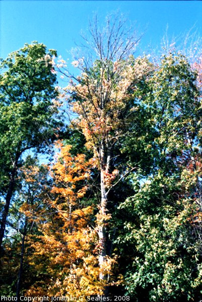 Fall Colors at I90 Rest Stop, Picture 2, NY, USA, 2008