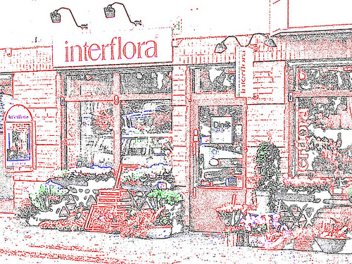 Boutique de fleurs Interflora / Interflora store  -  Helsingborg / Suède - Sweden.  22 octobre 2008-  Contours de couleurs ravivées