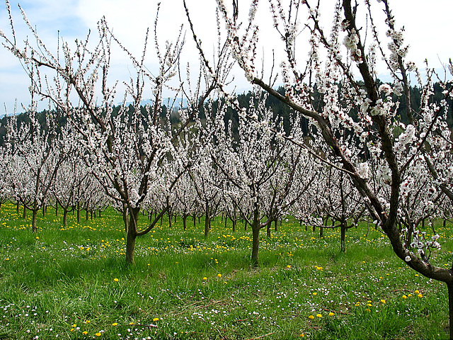 Kirschblüte