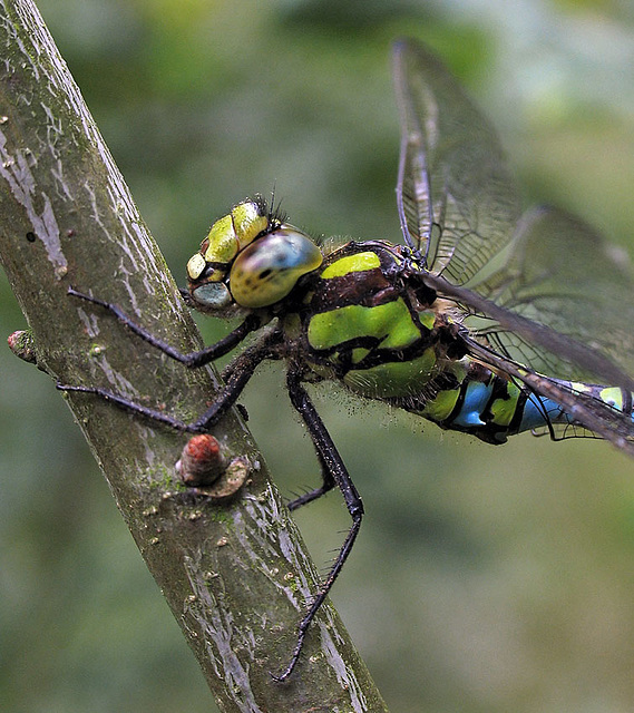 Southern Hawker