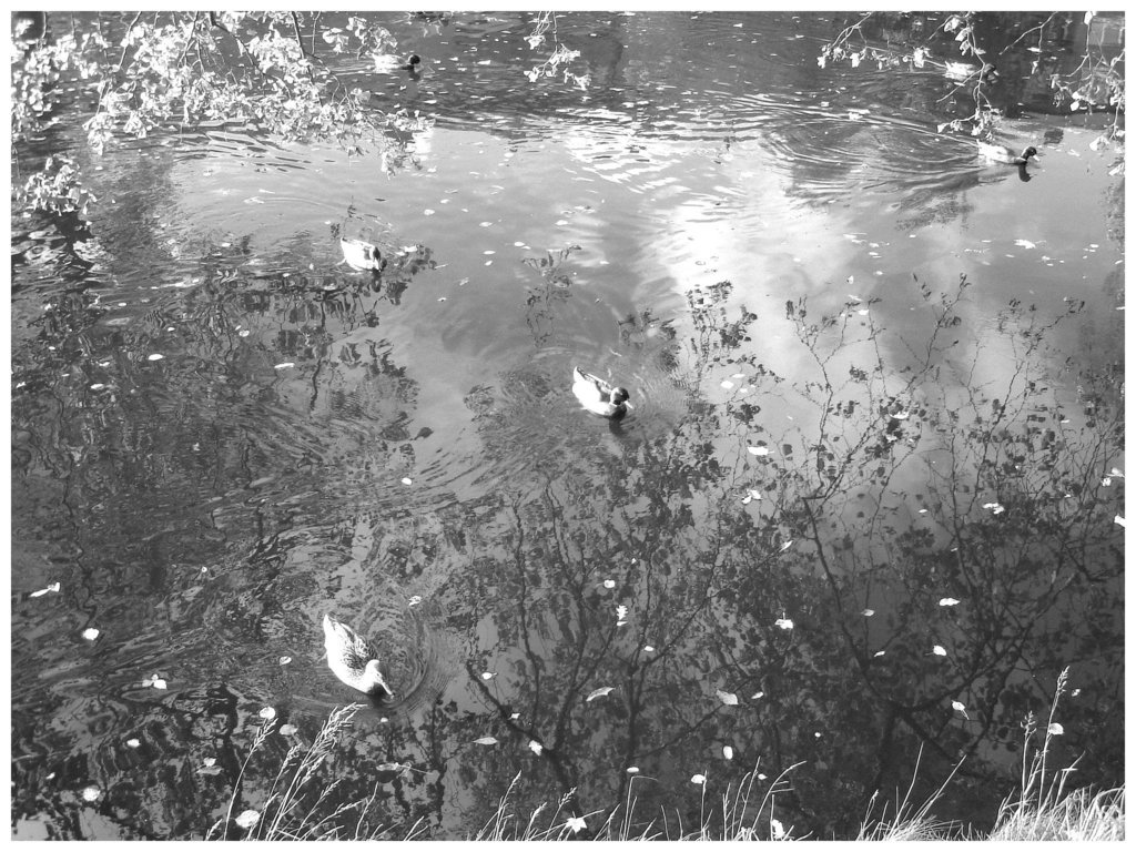 Canards sur miroir mouillé / Ducks on wet mirror  -  Ängelholm.  Suède / Sweden -  B & W