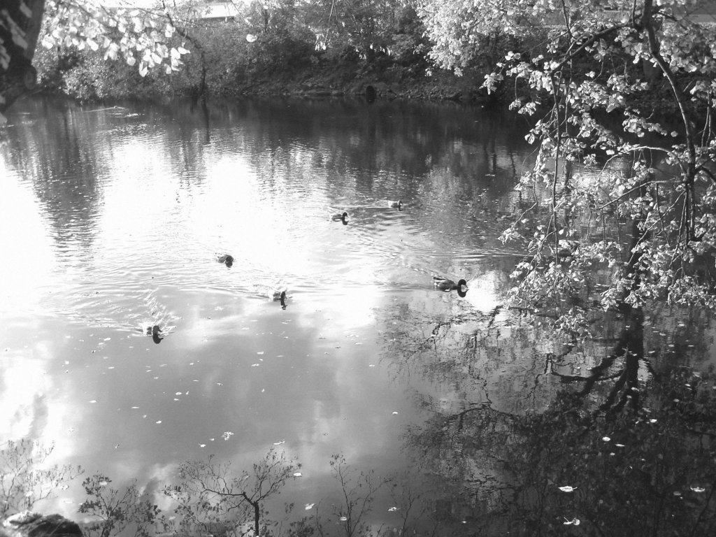 Canards sur miroir mouillé / Ducks on wet mirror  -  Ängelholm.  Suède / Sweden -  B & W