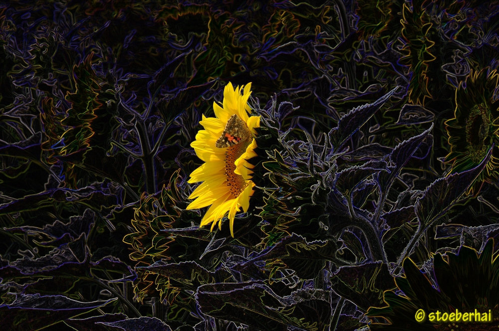 Sonnenblumenfeld mit Schmetterling
