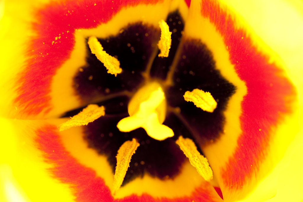 Tulip