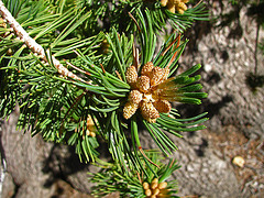 Baby Pine Cones (0487)