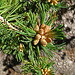 Baby Pine Cones (0487)