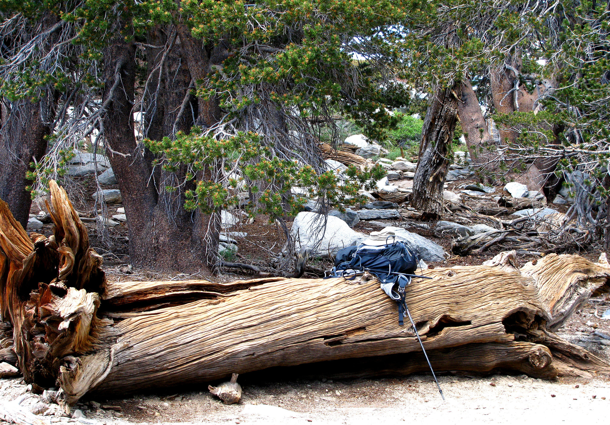 On Mt San Jacinto (0475)