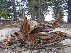 On MT San Jacinto (0477)