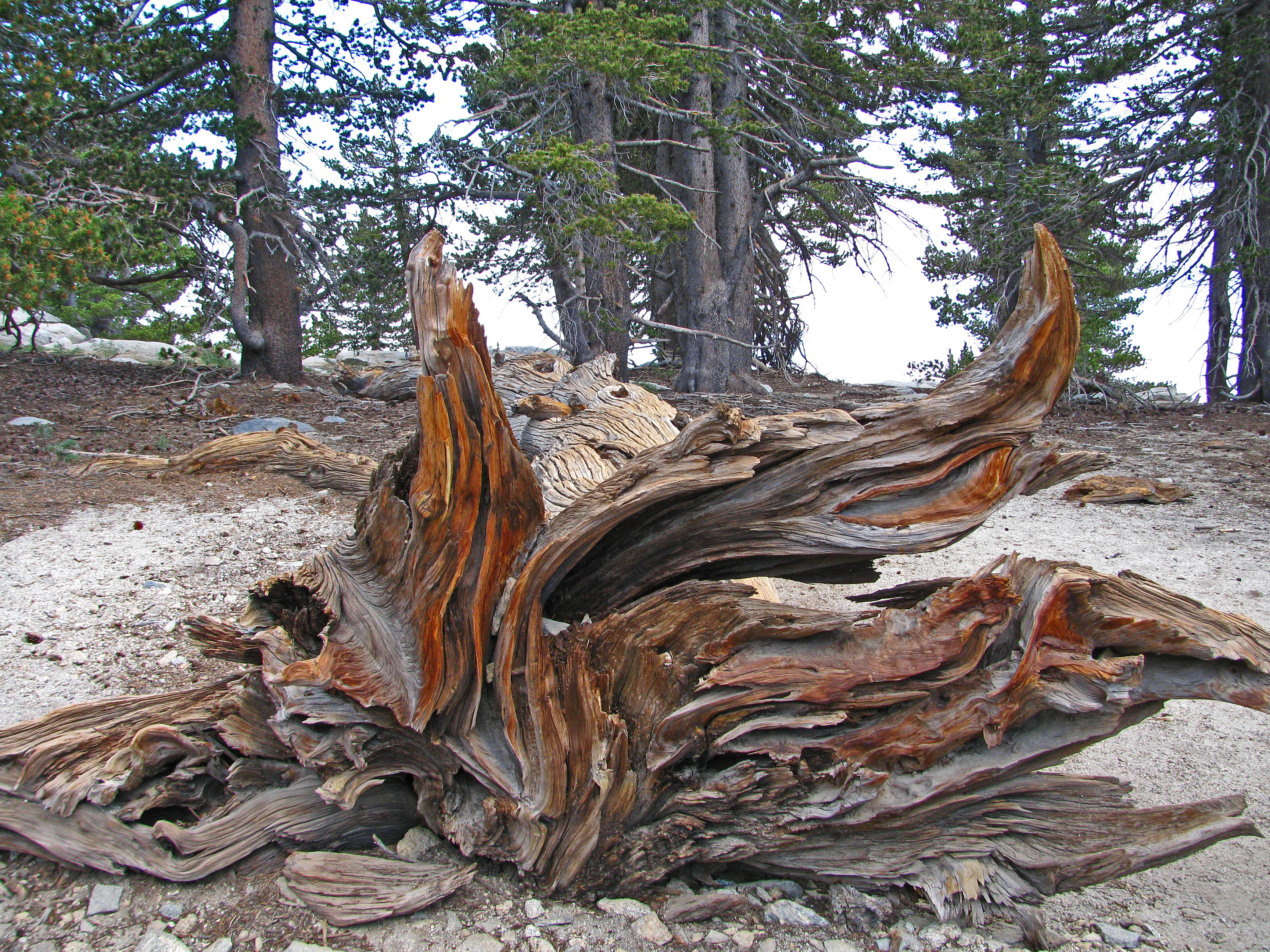 On MT San Jacinto (0477)