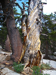 On Mt San Jacinto (0478)