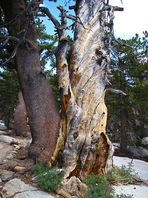 On Mt San Jacinto (0478)