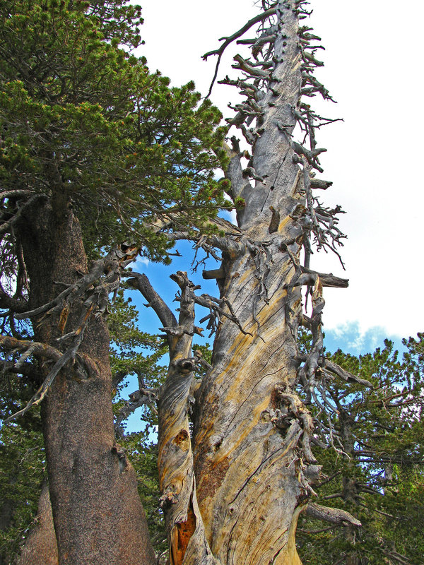 On Mt San Jacinto (0479)